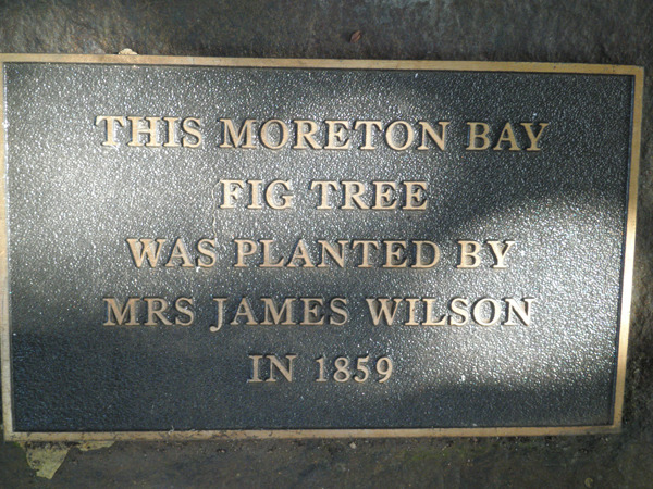 photo of Moreton Bay Fig plaque at Neville Hamilton Reserve