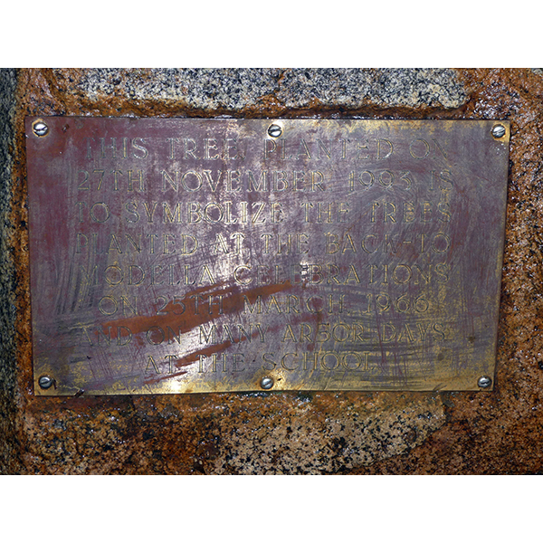 photo of Modella Primary School Tree plaque