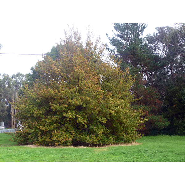 photo of Modella Primary School Tree
