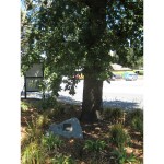 Coronation Tree