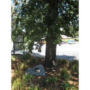 Coronation Tree